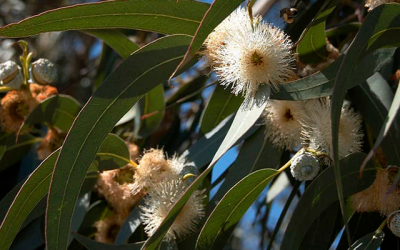 Propiedades del eucalipto como planta medicinal
