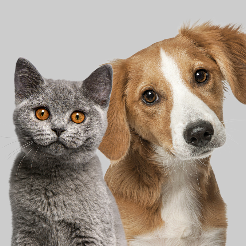 Fitoterapia Farmacia Bonrepos y Mirambell